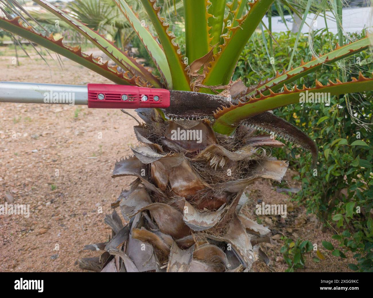 Taille de palmier avec scie à main à perche extensible. Taille dans les activités de jardinage en hauteur Banque D'Images