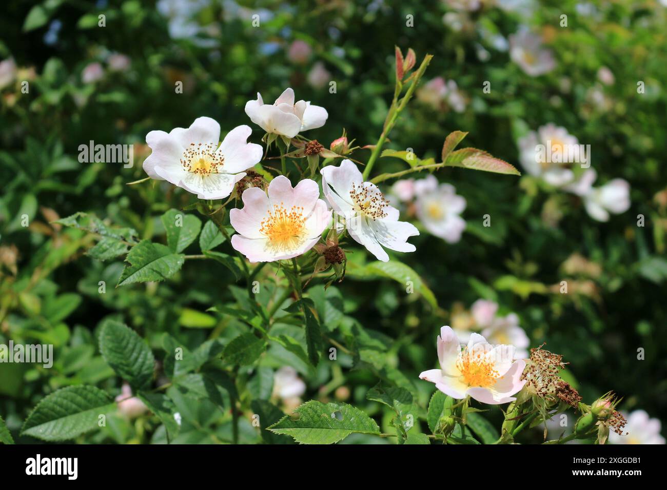 Fleurs de rose de chien rose pâle, rosa canina Banque D'Images