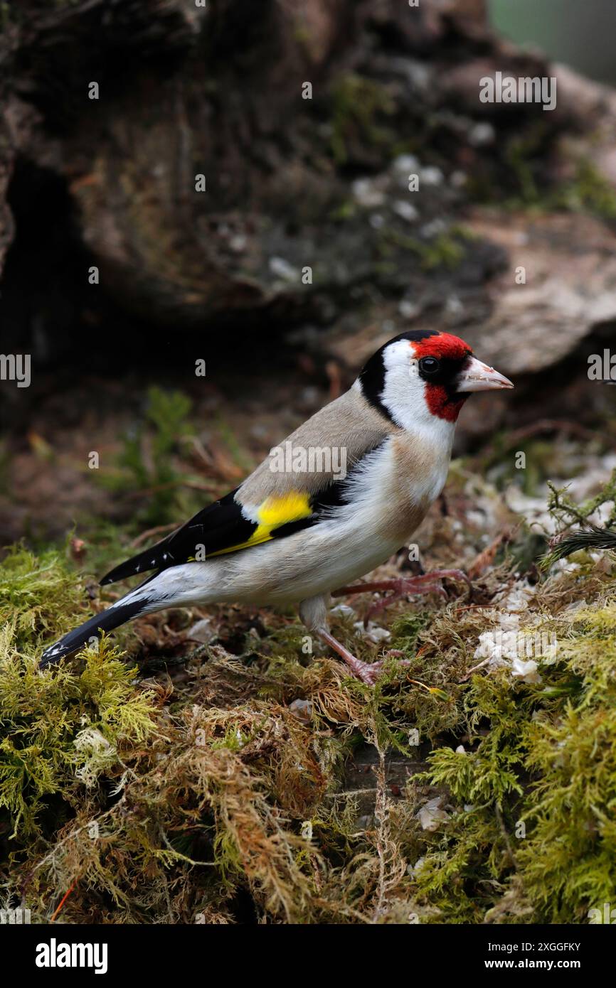 GOLDFINCH (Carduelis carduelis) sur un moignon avec de la mousse, Royaume-Uni. Banque D'Images