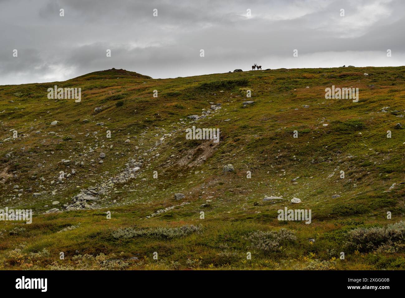 2 rennes sauvages sur la colline à l'horizon, une journée nuageuse sur un sentier de randonnée Kungsleden dans le nord de la Suède au-dessus du cercle Arctique au début de l'automne Banque D'Images