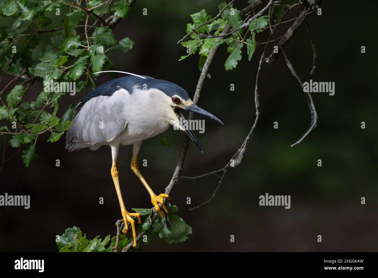 Nachtreiher Nycticorax nycticorax Geduldig harrt ein Nachtreiher auf einem über das Wasser ragenden AST und lauert auf Beutetiere., Ambra Toscana Italien *** héron de nuit Nycticorax nycticorax Un héron de nuit attend patiemment sur une branche surplombant l'eau et se trouve à l'attente de proie, Ambra Toscana Italie Banque D'Images