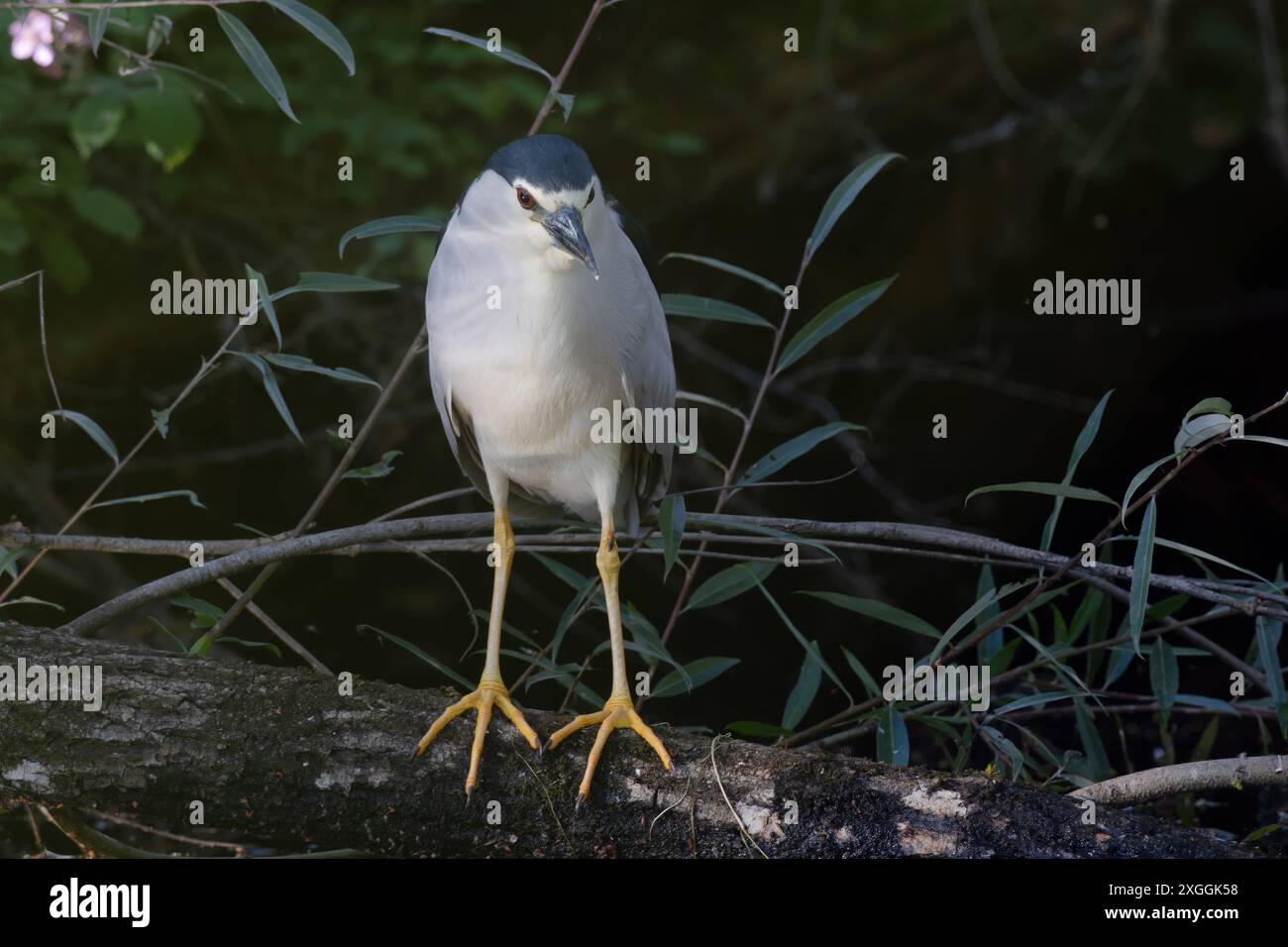 Nachtreiher Nycticorax nycticorax Ein Nachtreiher lauert auf einem ins Wasser gestürzten Baum geduldig auf Beute., Ambra Toscana Italien *** héron de nuit Nycticorax nycticorax héron de nuit attendant patiemment la proie d'un arbre tombé dans l'eau , Ambra Toscana Italie Banque D'Images