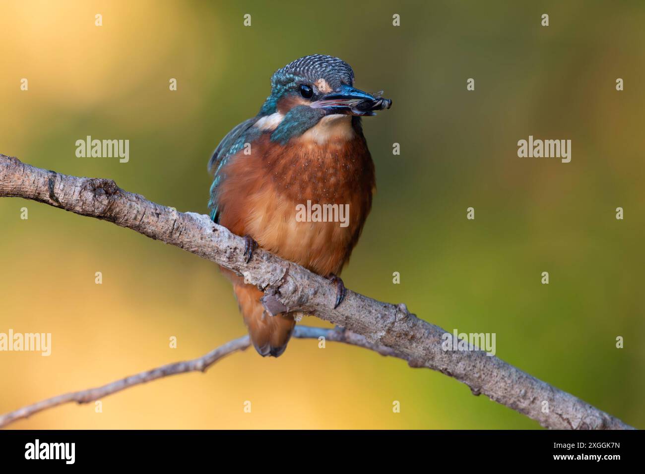 Eisvogel Alcedo atthis Eisvogelmännchen mit Beute im Schnabel., Ambra Toscana Italien *** Kingfisher Alcedo atthis mâle kingfisher avec proie dans le bec , Ambra Toscana Italie Banque D'Images