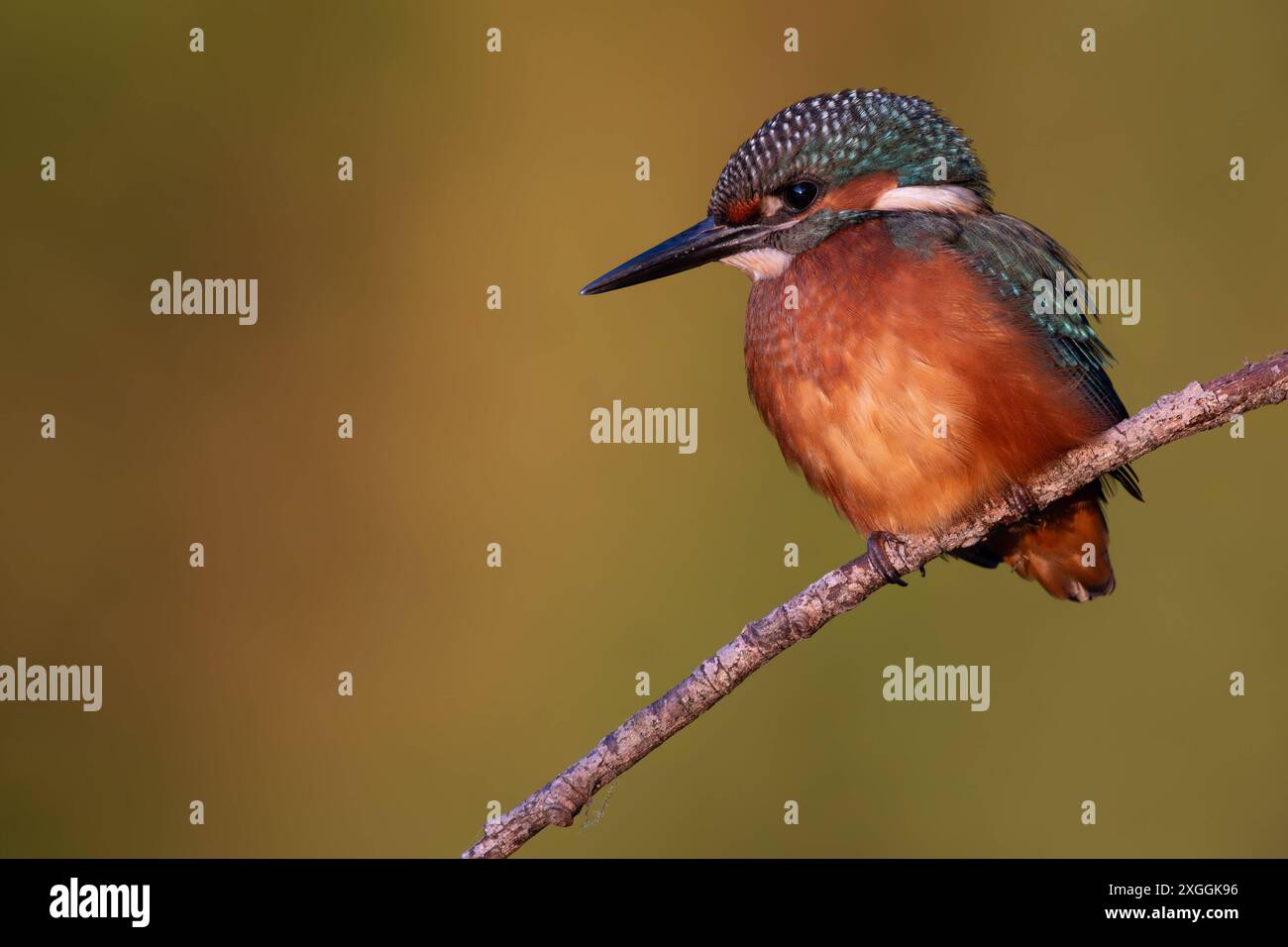 Eisvogel Alcedo atthis von einer Sitzwarte aus beobachtet ein Eisvogelmännchen die Wasseroberfläche und lauert auf Beute., Ambra Toscana Italien *** Kingfisher Alcedo atthis Un kingfisher mâle regarde la surface de l'eau d'un perchoir et se cache pour proie, Ambra Toscana Italie Banque D'Images