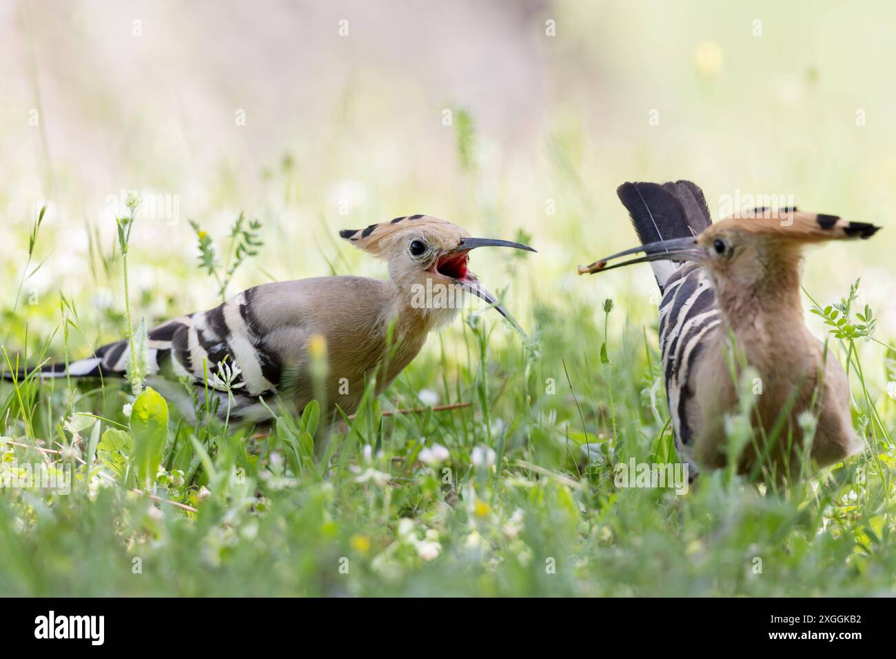 Wiedehopf Upupa epops Brautgeschenk eines Wiedeopfmännchens an Seine Partnerin., Ambra Toscana Italien *** Hoopoe Upupa epops Hoopoes homme cadeau de mariage à son partenaire, Ambra Toscana Italie Banque D'Images