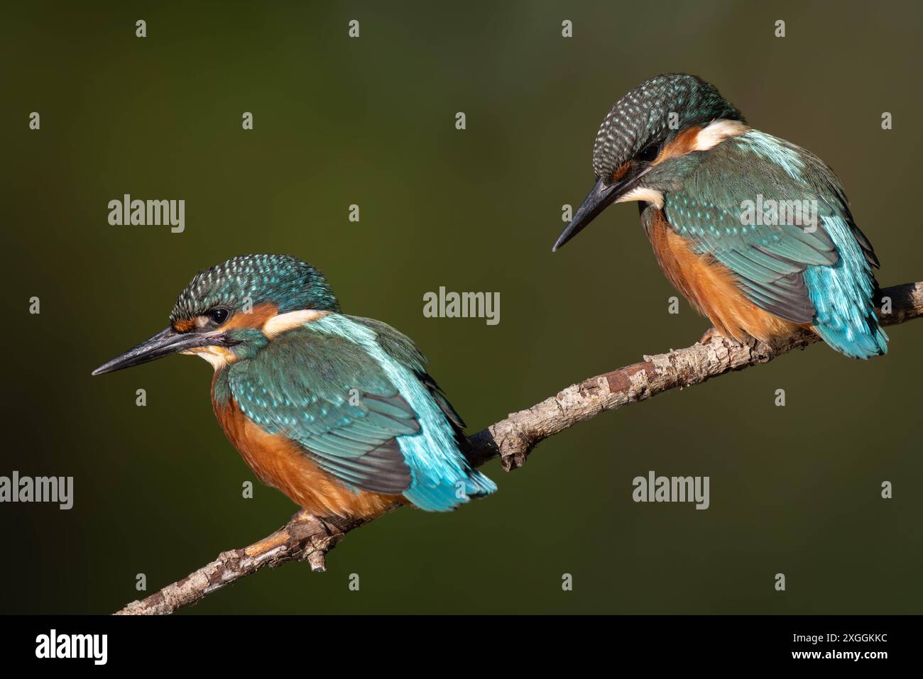 Eisvogel Alcedo atthis Zwei Eisvogelmännchen sitzen aus dem gleichen Ansitzast und beobachten die Wasseroberfläche., Ambra Toscana Italien *** Kingfisher Alcedo atthis deux Martins-pêcheurs masculins assis sur le même perchoir et regardant la surface de l'eau, Ambra Toscana Italie Banque D'Images