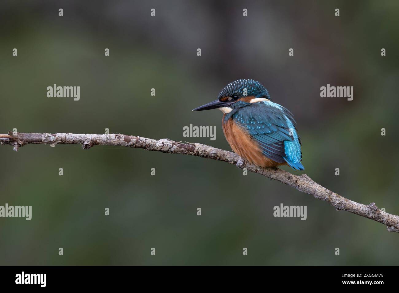 Eisvogel Alcedo atthis von einer Sitzwarte aus beobachtet ein Eisvogelmännchen die Umgebung und lauert auf Beute., Ambra Toscana Italien *** Kingfisher Alcedo atthis Un kingfisher mâle observe les environs d'un perchoir et se trouve à l'attente d'une proie, Ambra Toscana Italie Banque D'Images