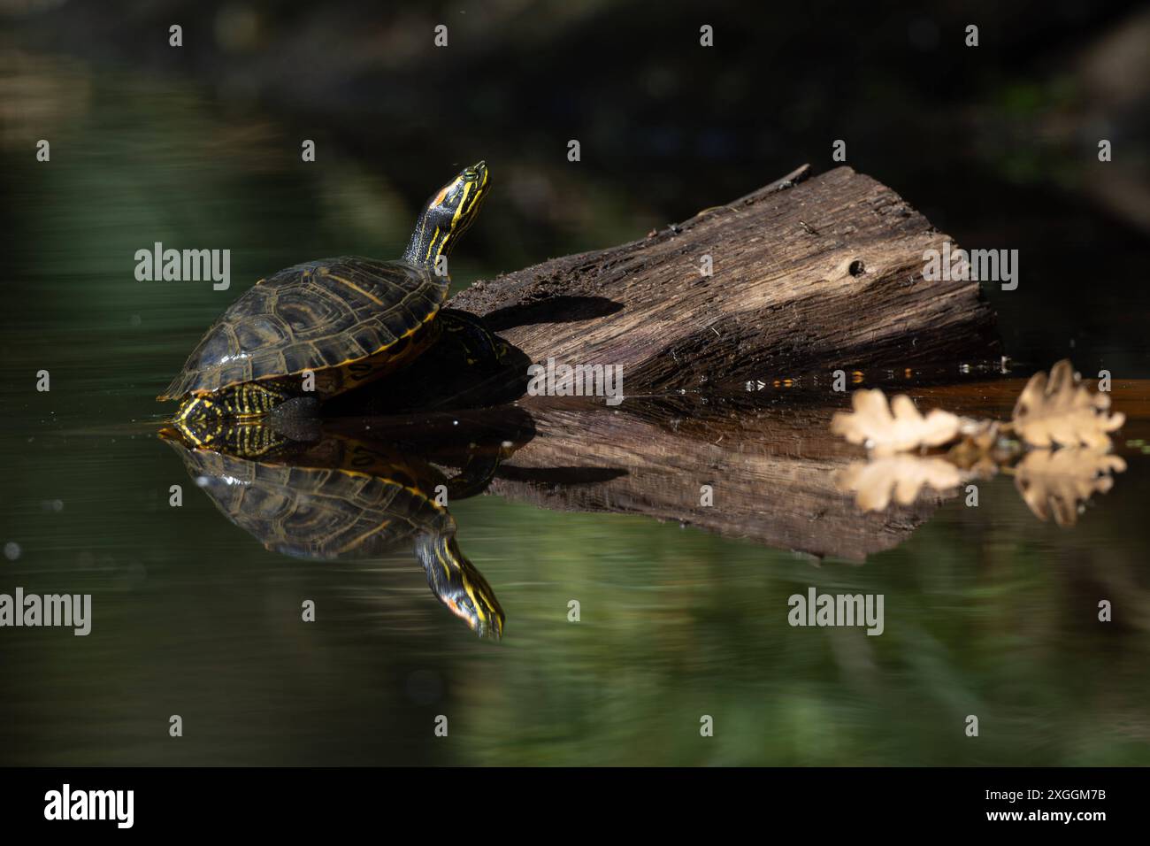 Europäische Sumpfschildkröte Emys orbicularis Europäische Sumpfschildkröte Emys orbicularis klettert auf einen im Wasser liegenden Baumstamm., Ambra Toscana Italien *** tortue d'étang européenne Emys orbicularis tortue d'étang européenne Emys orbicularis grimpant sur un tronc d'arbre couché dans l'eau , Ambra Toscana Italie Banque D'Images