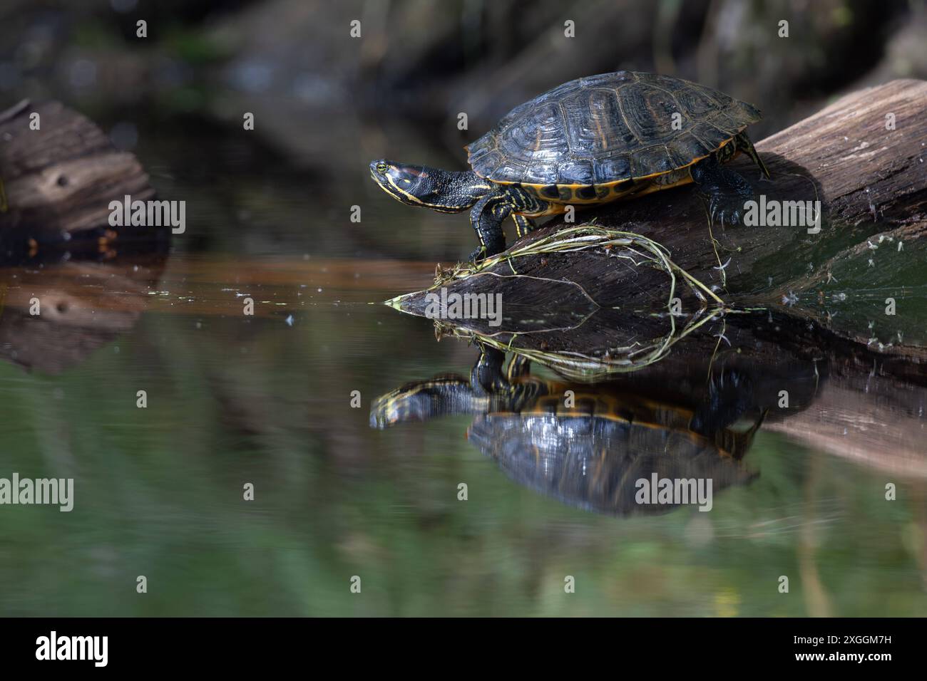 Europäische Sumpfschildkröte Emys orbicularis Eine Europäische Sumpfschildkröten Emys orbicularis sonnt sich auf einen im Wasser liegenden Baumstamm., Ambra Toscana Italien *** tortue d'étang européenne Emys orbicularis Tortue D'étang européenne Emys orbicularis bronzant sur un tronc d'arbre couché dans l'eau , Ambra Toscana Italie Banque D'Images