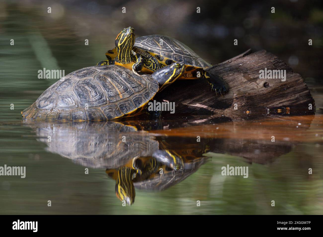 Europäische Sumpfschildkröte Emys orbicularis Zwei Europäische Sumpfschildkröten Emys orbicularis klettern auf einen im Wasser liegenden Baumstamm um sich dort zu sonnen., Ambra Toscana Italien *** tortue d'étang européenne Emys orbicularis deux tortues d'étang européennes Emys orbicularis grimpant sur un tronc d'arbre couché dans l'eau pour bronzer , Ambra Toscana Italie Banque D'Images