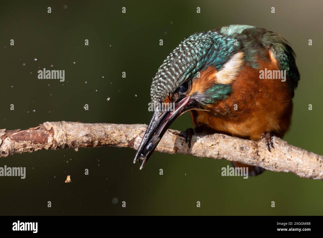 Eisvogel Alcedo atthis Ein Eisvogelmännchen schlägt ein soeben gefangenes Beutetier gegen den Ansitzast., Ambra Toscana Italien *** Kingfisher Alcedo atthis Un kingfisher mâle frappe une proie juste attrapée contre la branche perchée, Ambra Toscana Italie Banque D'Images