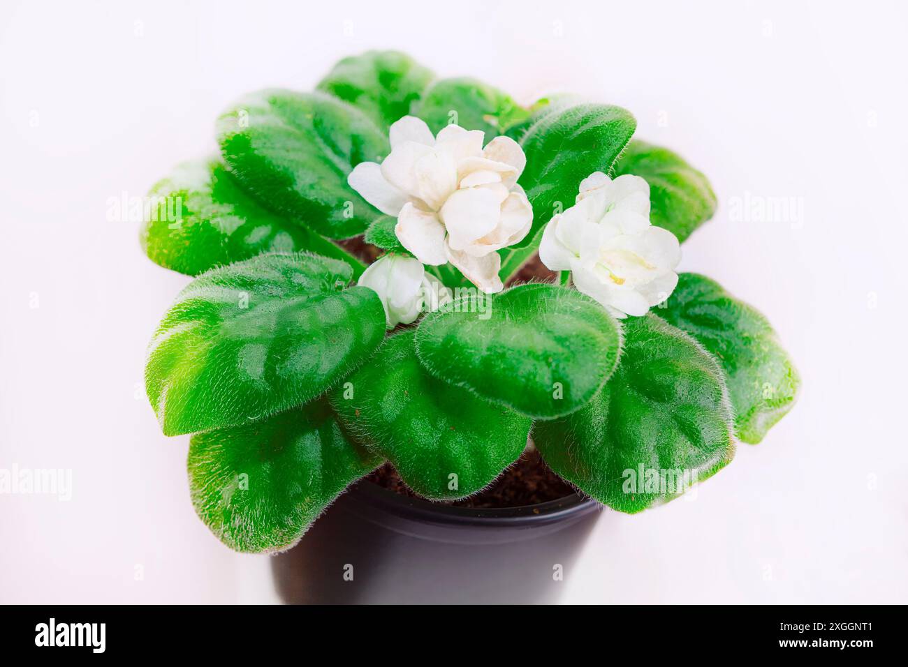Plante d'intérieur avec des fleurs blanches délicates avec des feuilles vertes Banque D'Images