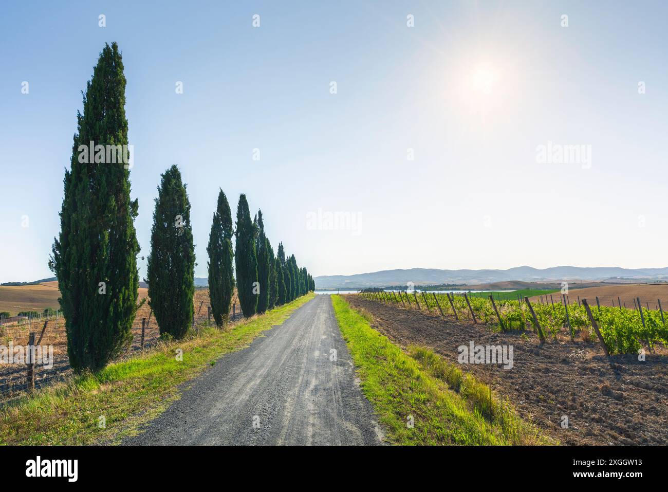 Route rurale, vignobles et cyprès dans la campagne de Santa Luce. Lac en arrière-plan. Province de Pise, région Toscane, Italie, Europe Banque D'Images