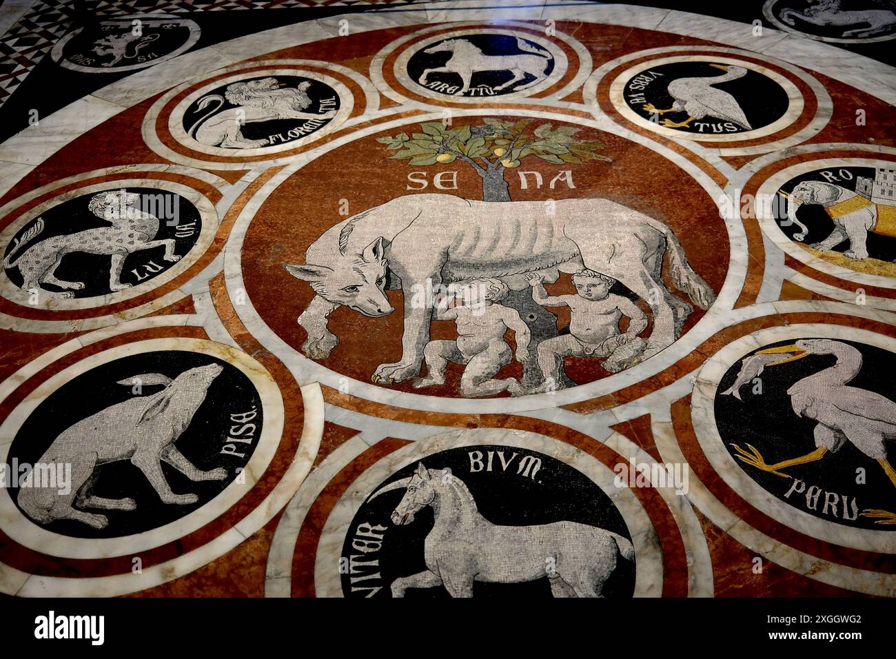 Cathédrale de Sienne en Toscane, Italie. Sol en mosaïque représentant la légende d'Aschius et Senius - la loup siennois avec les emblèmes de 12 citie confédérée Banque D'Images