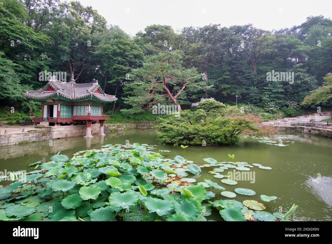 Jardin coréen serein avec pavillon traditionnel reflété dans un étang rempli de lotus, entouré d'une végétation luxuriante Copy Caption Banque D'Images