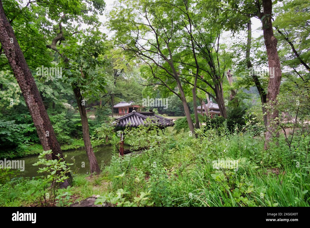 Jardin luxuriant du palais coréen avec des bâtiments traditionnels nichés au milieu d'un feuillage dense et d'une ruelle sereine Banque D'Images