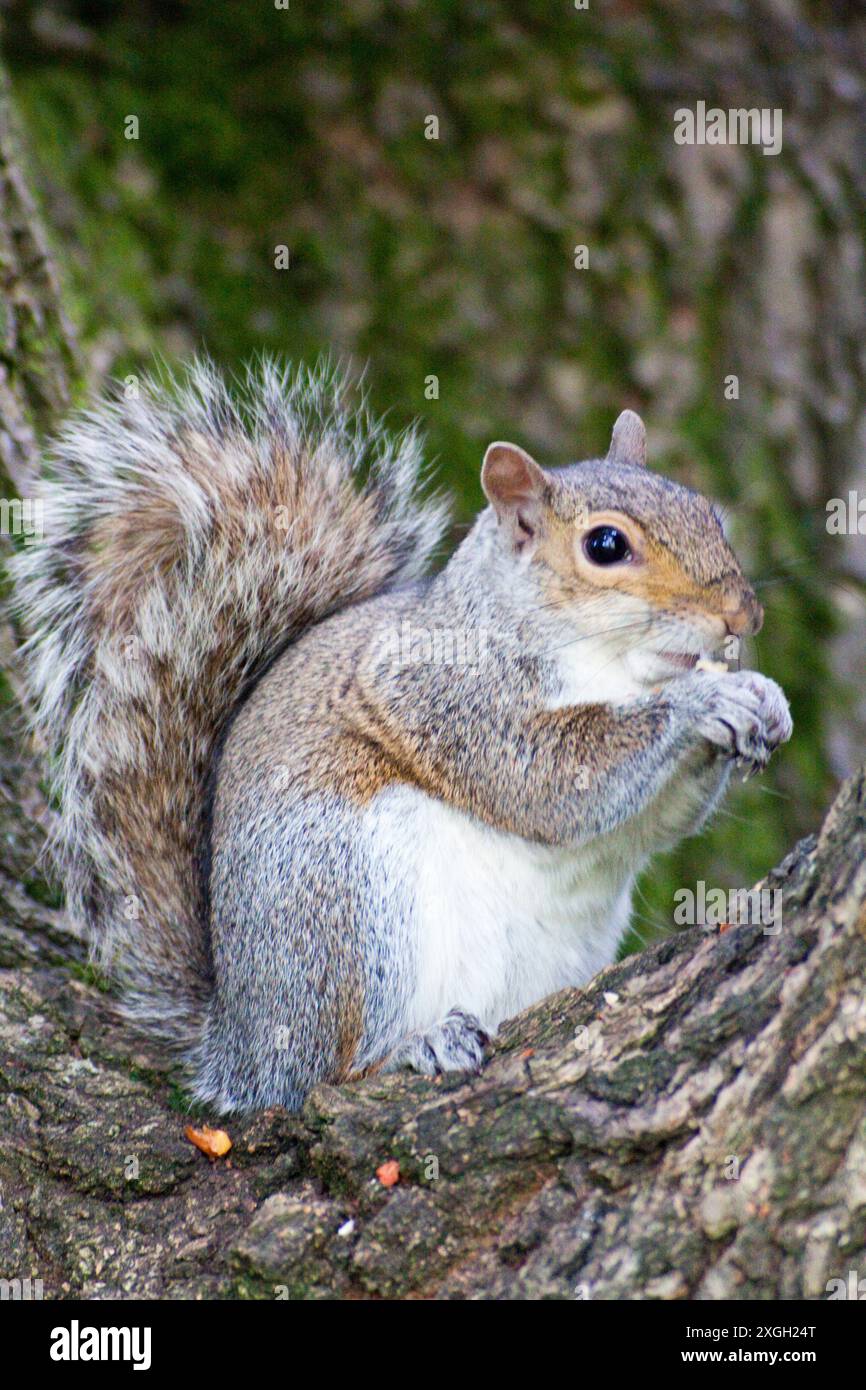 Écureuil gris (Sciurus carolinensis) à l'état sauvage à Chard Somerset Angleterre Banque D'Images