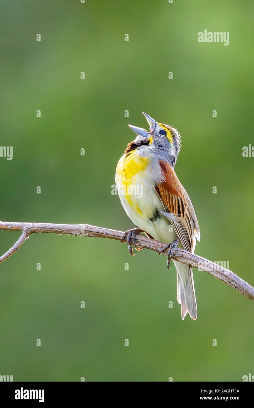 Tandis que perché sur une branche d'arbre avec son bec grand ouvert, un dickcissel chante au contenu de son cœur . Arrière-plan des arbres vert tendre floues.. Banque D'Images