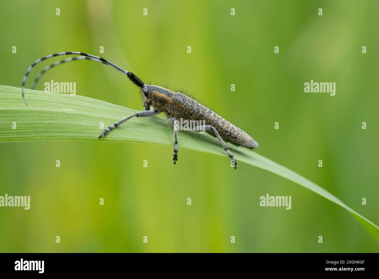 Un coléoptère gris Longhorn à fleur d'or Banque D'Images