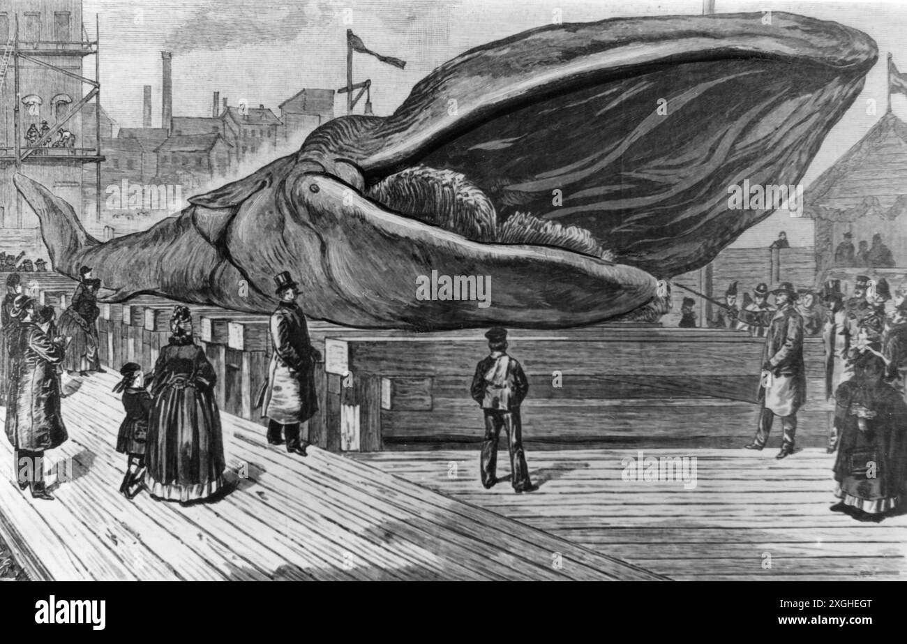 Zoologie / animaux, baleines (cétacés), exposition d'une baleine du Kattegat, Berlin, DROITS-SUPPLÉMENTAIRES-AUTORISATION-INFO-NOT-AVAILABLE Banque D'Images