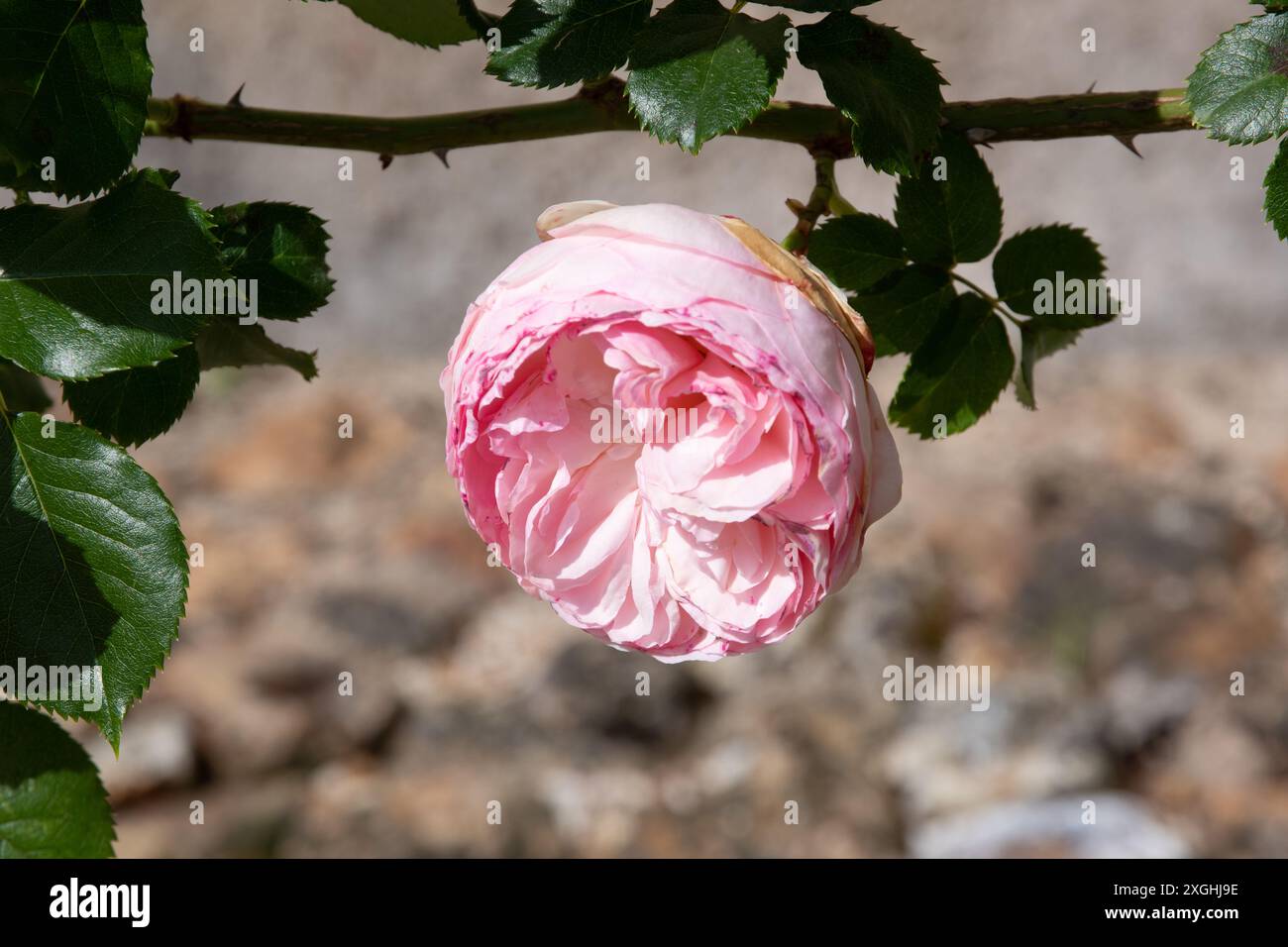 Rose Pierre de Ronsard, Eden Banque D'Images