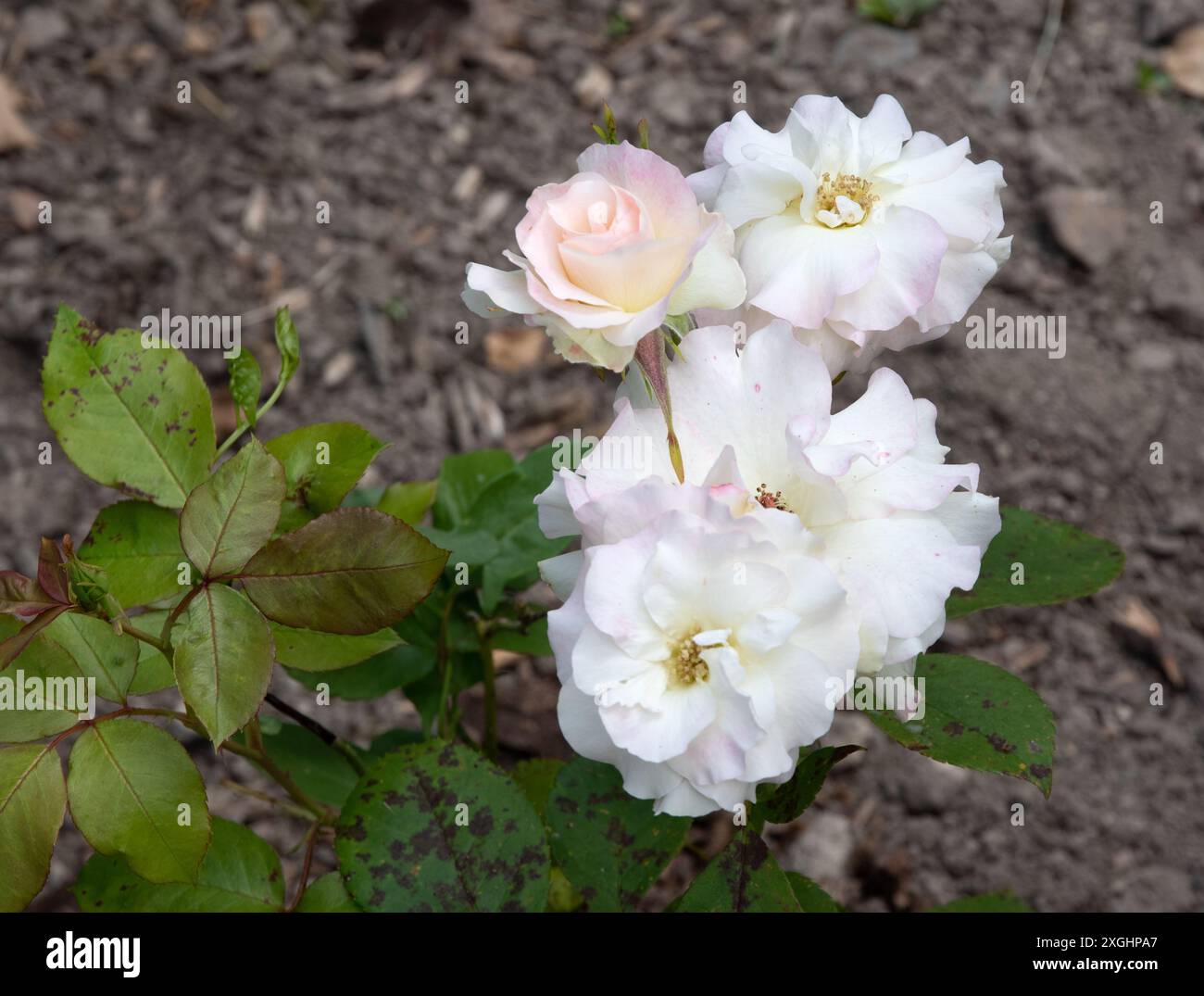 Rosa Charles Aznavour Banque D'Images