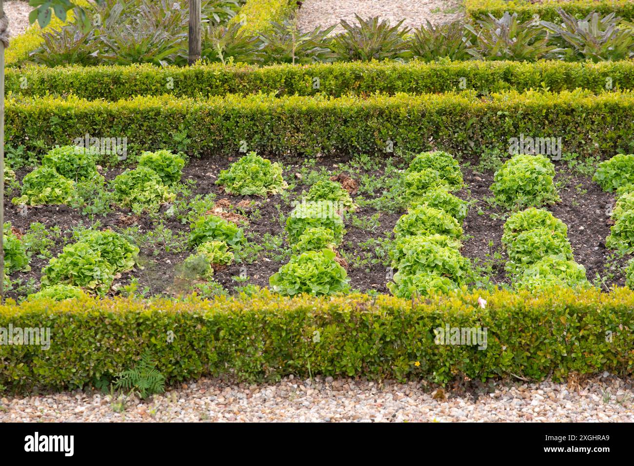 Laitue poussant dans le potager décoratif Château de Villandry Banque D'Images