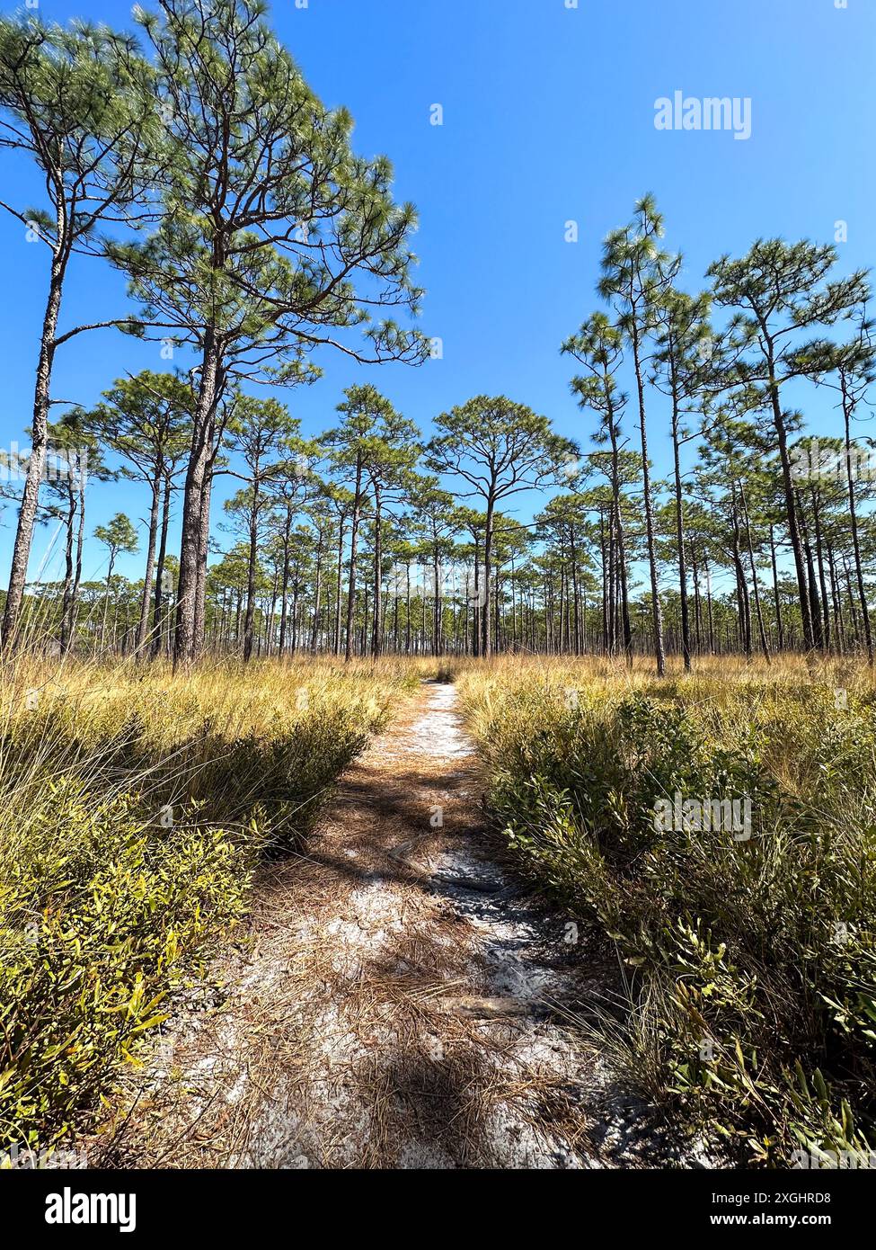 Un sentier de randonnée à travers une forêt boisée avec des conifères loblolly et des pins à feuilles longues Banque D'Images