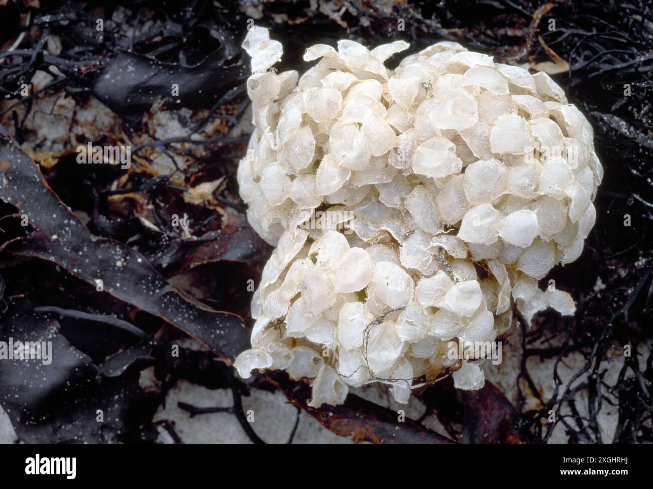 Caisses d'œufs de Whelk commun (Buccinum undatum) échouées sur le bord de mer, Northumberland, Angleterre, octobre Banque D'Images