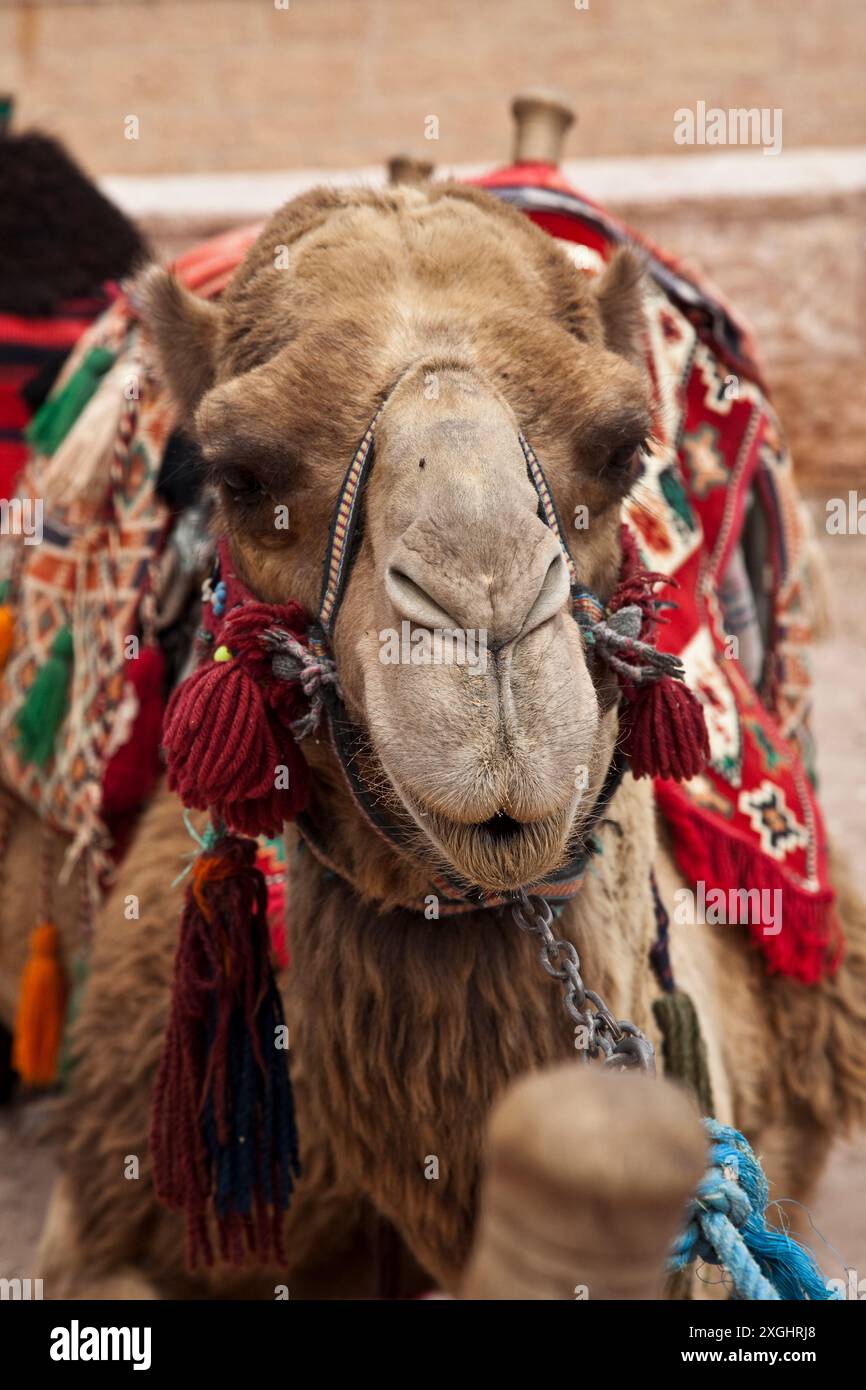 Camel, le Trésor (Al-Khazneh), Pétra, Jordanie Banque D'Images