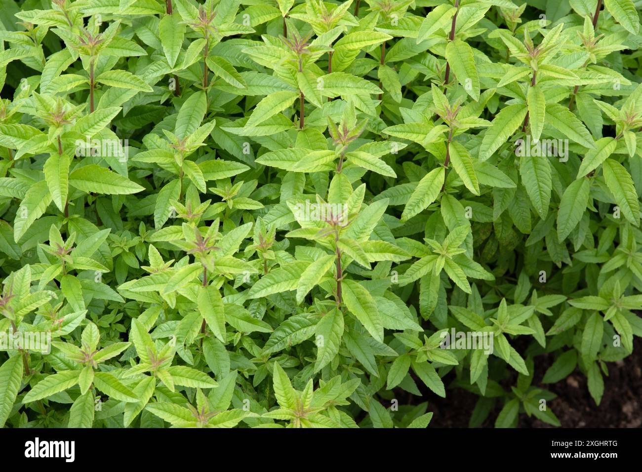 Verveine citronnée, Aloysia triphylla Banque D'Images