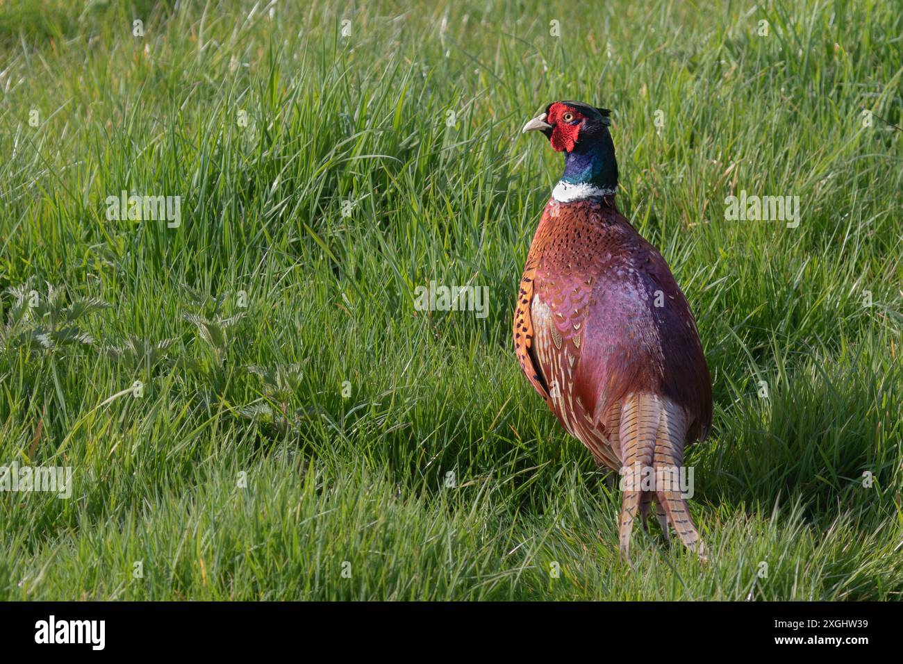 Mâle Pheasant stands dans le champ d'herbe montre plumage brillant plumage plumes longue queue plumes coloré tête blanc anneau cou Banque D'Images