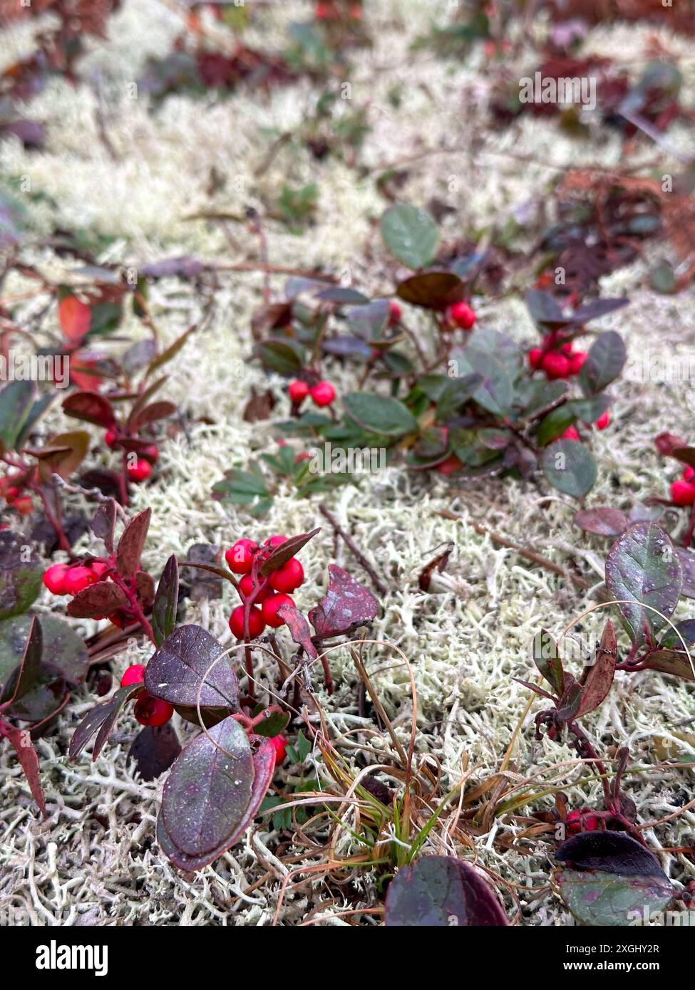 Thé américain, plante indigène wintergreen Banque D'Images