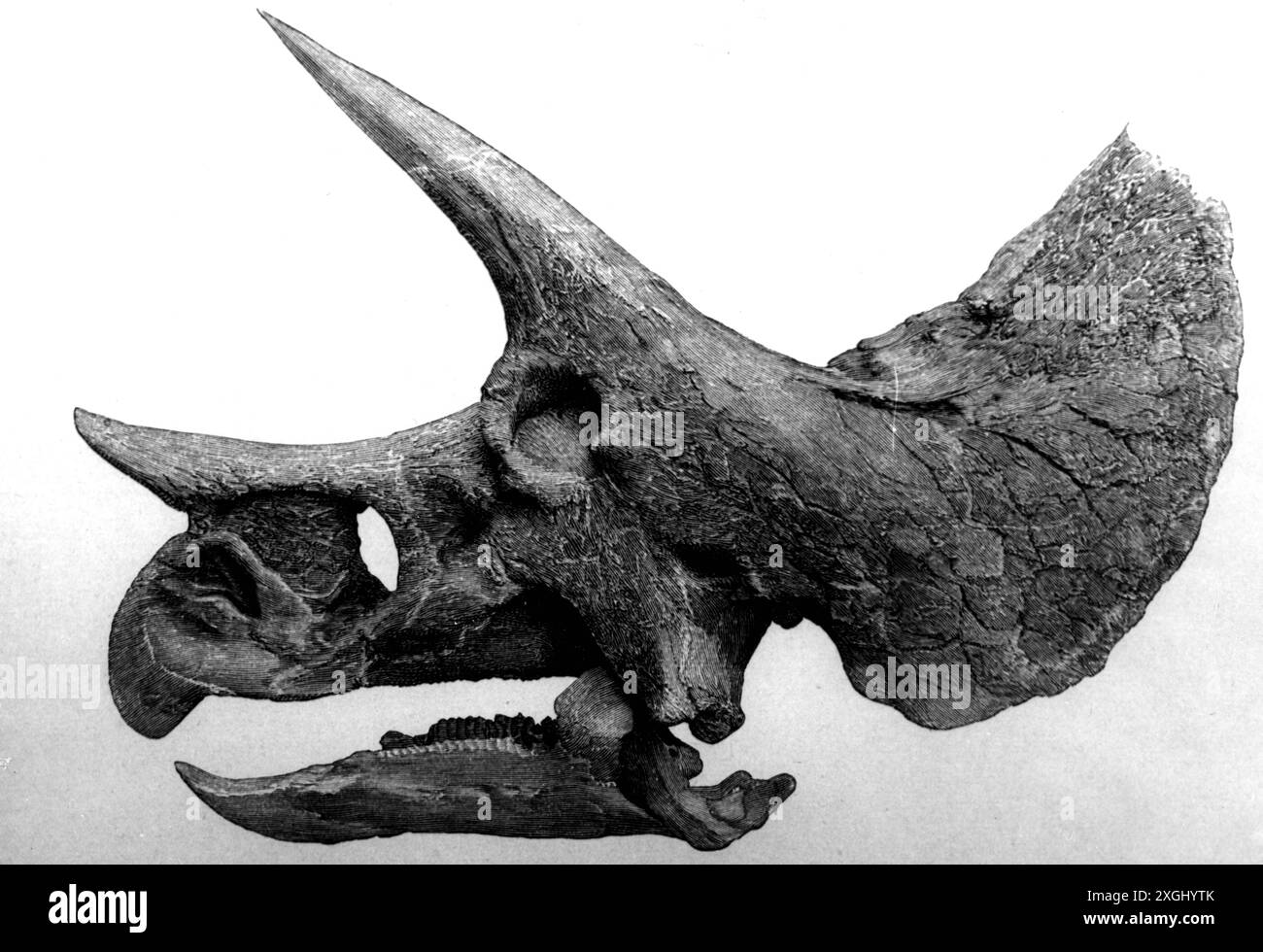 Préhistoire, animaux, dinosaure, tricératops, vers 83 - 72 millions d'années avant notre heure, crâne, années 1950, ADDITIONAL-RIGHTS-CLEARANCE-INFO-NOT-AVAILABLE Banque D'Images
