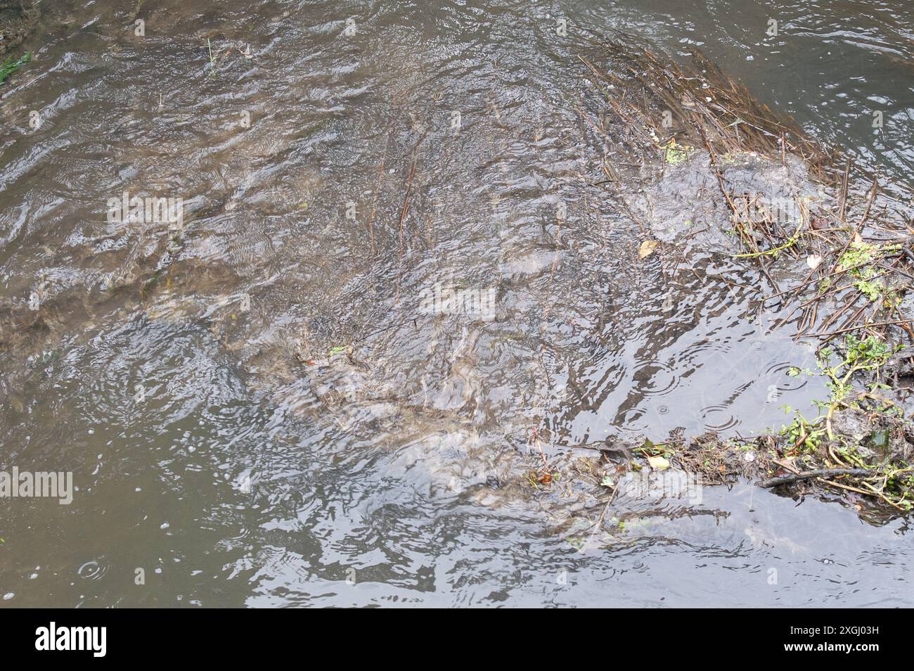 Chalfont St Giles, Royaume-Uni. 9 juillet 2024. Eaux usées dans la rivière Misbourne. Le joli village de Chalfont St Giles dans le Buckinghamshire, a été nommé le 'village le plus odorant de Grande-Bretagne'. Depuis janvier de cette année, Thames Water rejette les eaux usées des bassins de Balacing Amersham dans la rivière Misbourne, un précieux ruisseau de craie qui traverse Chalfont St Peter pendant plus de 3 500 heures. Le conseil paroissial de Chalfont St Giles a maintenant fermé l'accès à l'aire de jeux pour enfants, à l'étang du village et au pont sur la rivière Misbourne pour essayer d'empêcher les villageois d'entrer en contact avec possib Banque D'Images