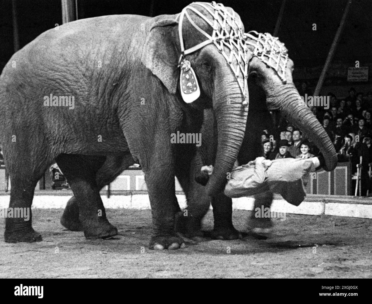 Cirque, dressage, deux éléphants portant un homme, Circus Hagenbeck, lors d'une représentation, Vienne, AUTORISATION-DROITS-SUPPLÉMENTAIRES-INFO-NON-DISPONIBLE Banque D'Images