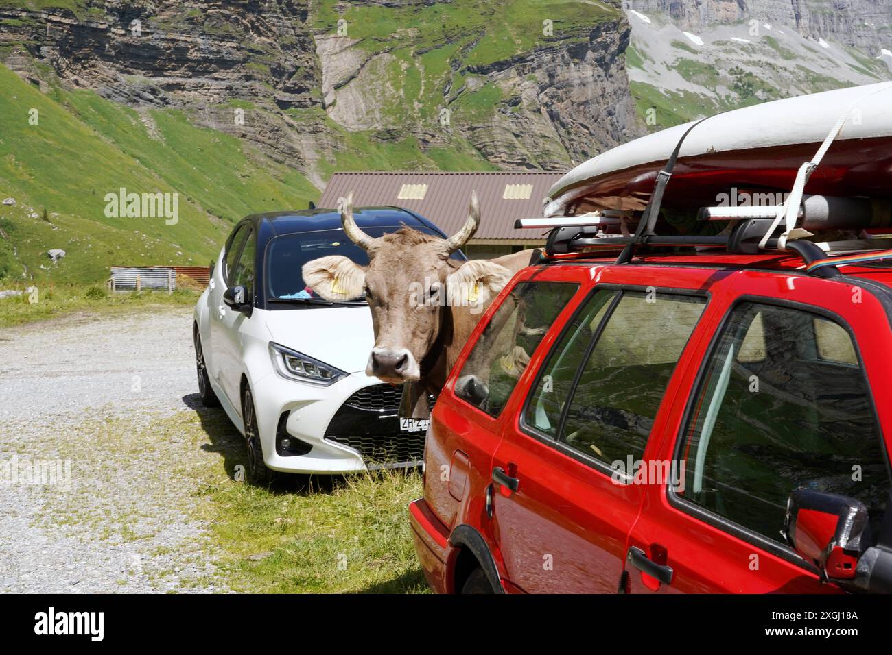 Anton Geisser 09.07.2024 Klima CO2 Kanton Uri Schweiz. Bild : Kuh mit Hoerner zwischen zwei Autos *** Anton Geisser 09 07 2024 climat CO2 Canton Uri Suisse image vache avec des klaxons entre deux voitures Banque D'Images