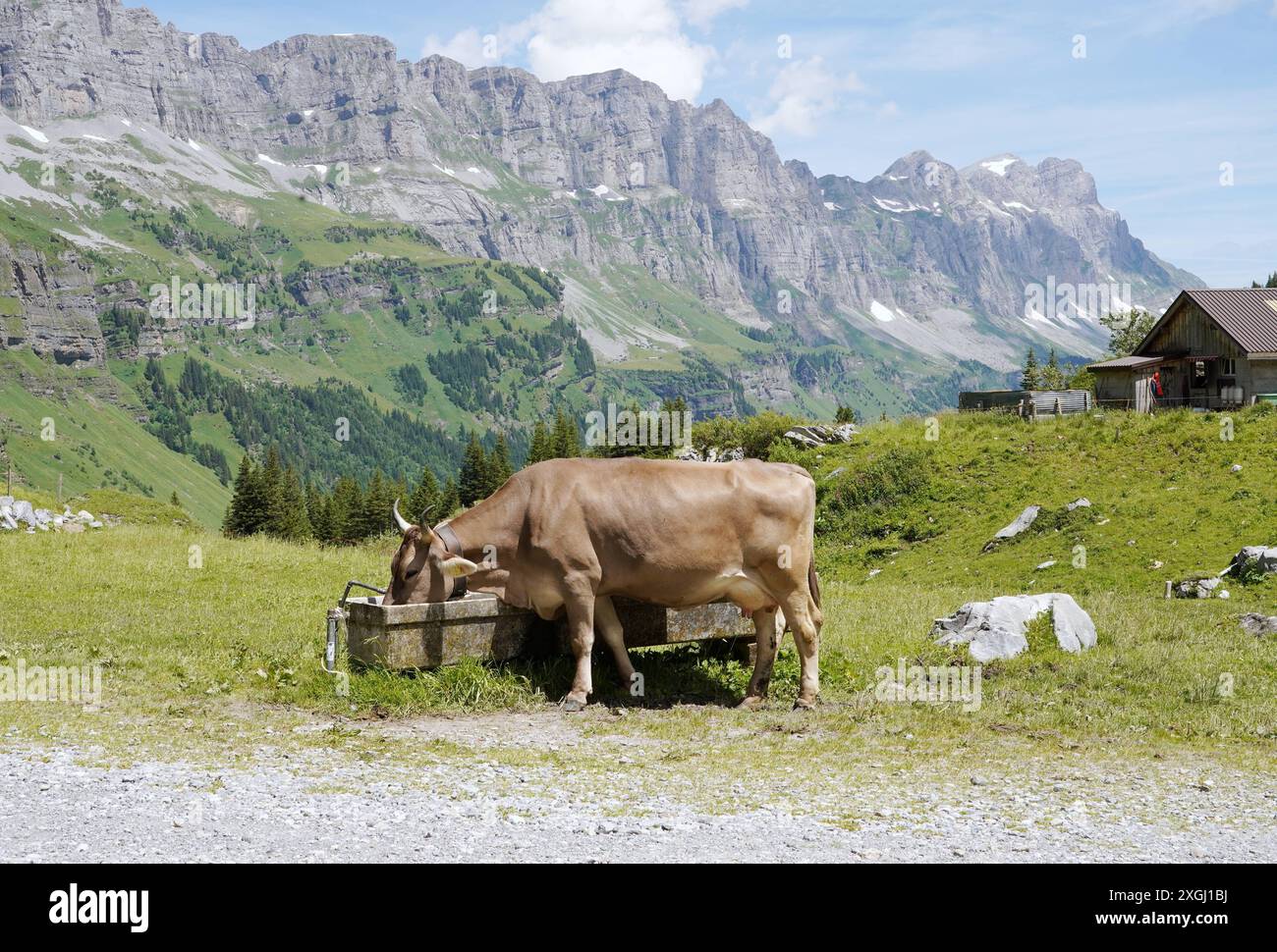 Anton Geisser 09.07.2024 Kanton Uri Schweiz. Bild : Kuh mit Hoerner trinkt Wasser aus Brunnentrog *** Anton Geisser 09 07 2024 Canton Uri Suisse photo vache avec cornes buvant de l'eau du puits Banque D'Images