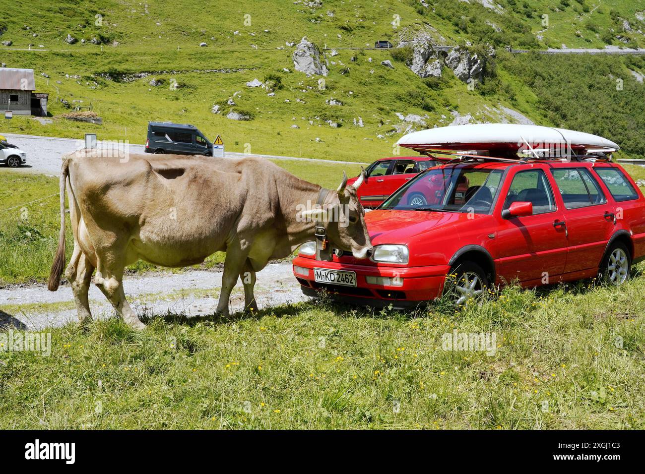 Anton Geisser 09.07.2024 Klima CO2 Kanton Uri Schweiz. Bild : Kuh mit Hoerner schleckt an einem Auto aus Deutschland *** Anton Geisser 09 07 2024 climat CO2 Canton Uri Suisse photo vache avec des cornes léchant une voiture d'Allemagne Banque D'Images