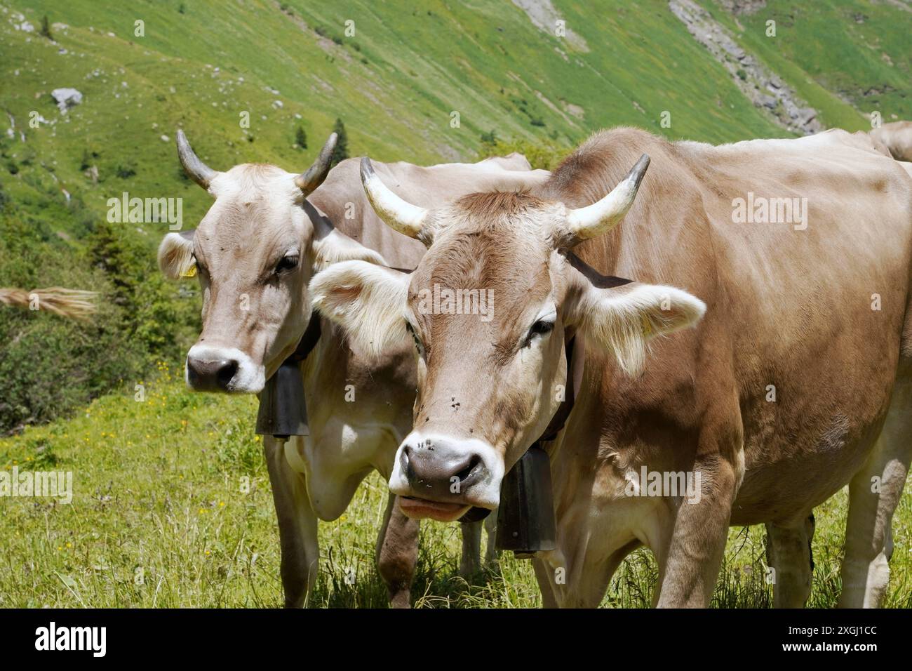 Anton Geisser 09.07.2024 Kanton Uri Schweiz. Bild : Braunvieh mit Hoerner *** Anton Geisser 09 07 2024 Canton Uri Suisse photo bovins suisses bruns avec Hoerner Banque D'Images