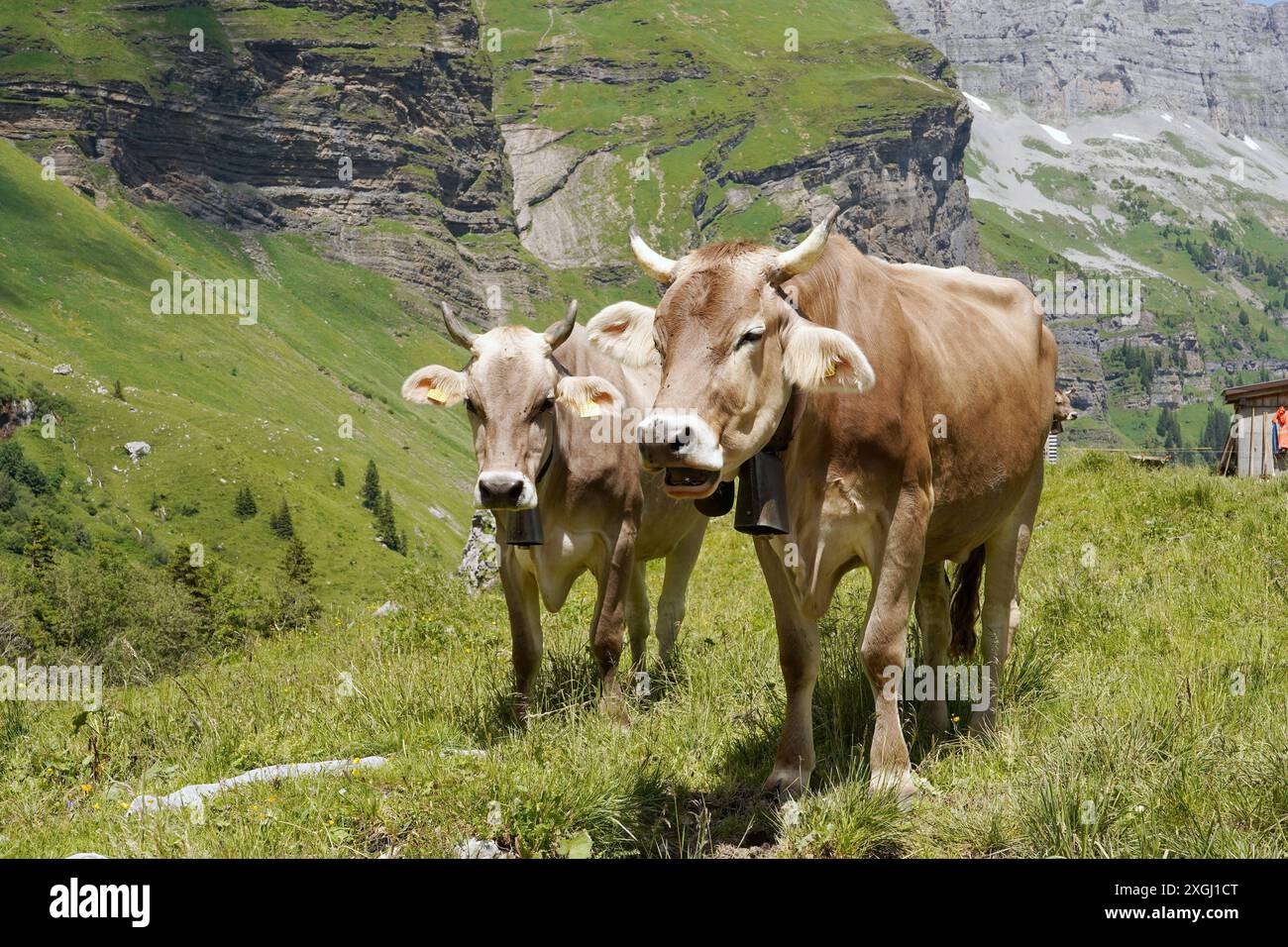 Anton Geisser 09.07.2024 Kanton Uri Schweiz. Bild : Braunvieh mit Hoerner *** Anton Geisser 09 07 2024 Canton Uri Suisse photo bovins suisses bruns avec Hoerner Banque D'Images