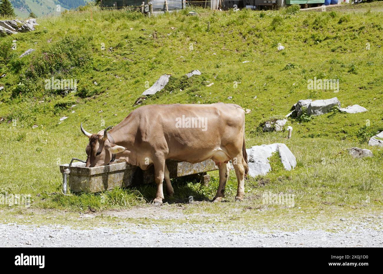 Anton Geisser 09.07.2024 Kanton Uri Schweiz. Bild : Kuh mit Hoerner trinkt Wasser aus Brunnentrog *** Anton Geisser 09 07 2024 Canton Uri Suisse photo vache avec cornes buvant de l'eau du puits Banque D'Images