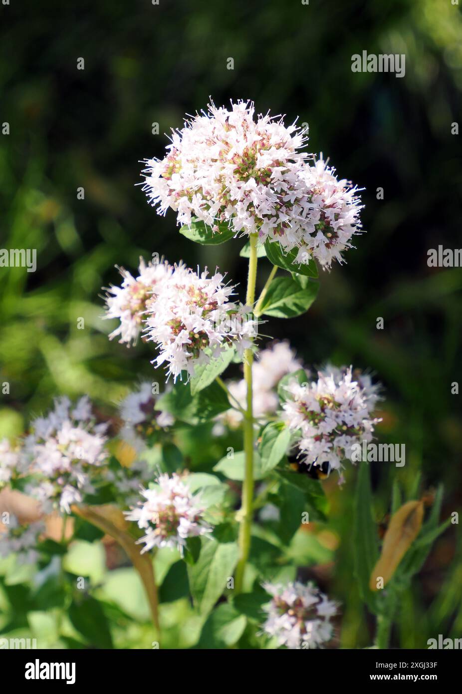 Origan, marjolaine sauvage, Origan, Origanum vulgare, szurokfű, Hongrie, Magyarország, Europe Banque D'Images