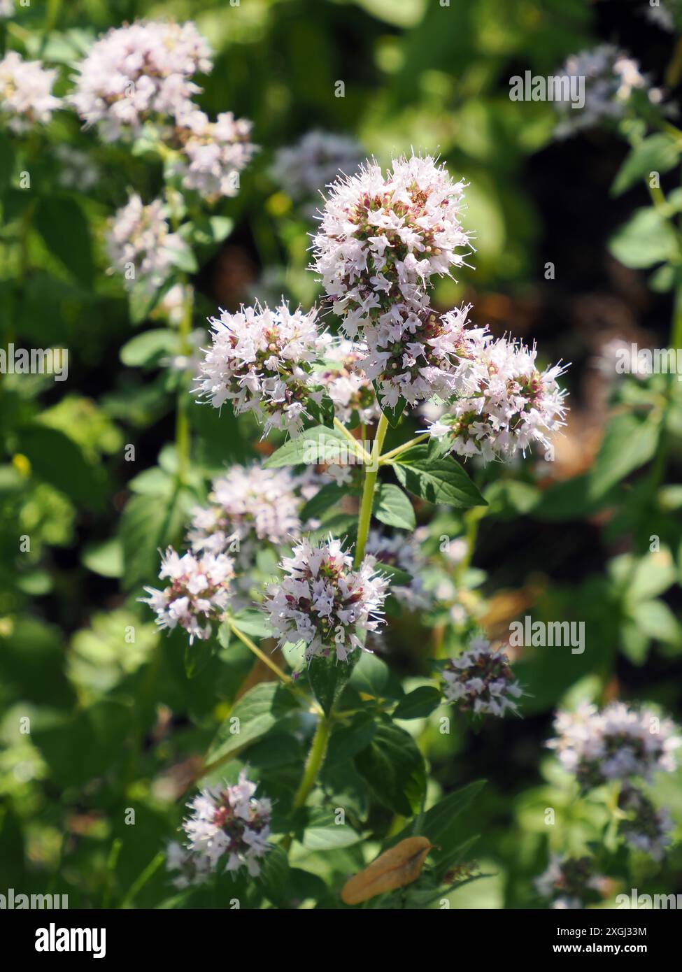 Origan, marjolaine sauvage, Origan, Origanum vulgare, szurokfű, Hongrie, Magyarország, Europe Banque D'Images
