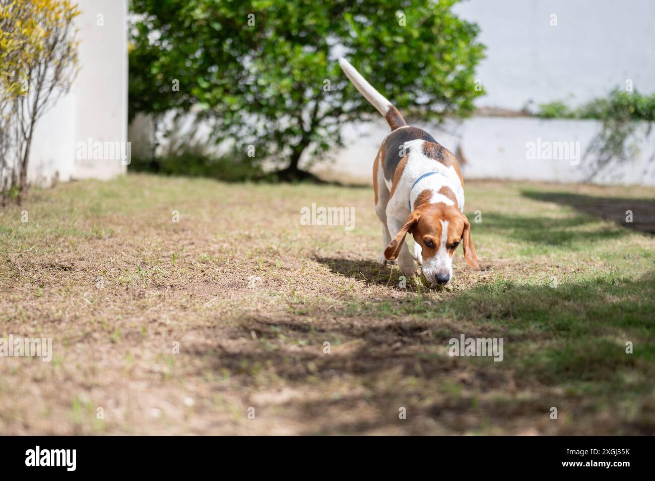 Chien Beagle mâcher balle de tennis dans le patio de la maison Banque D'Images