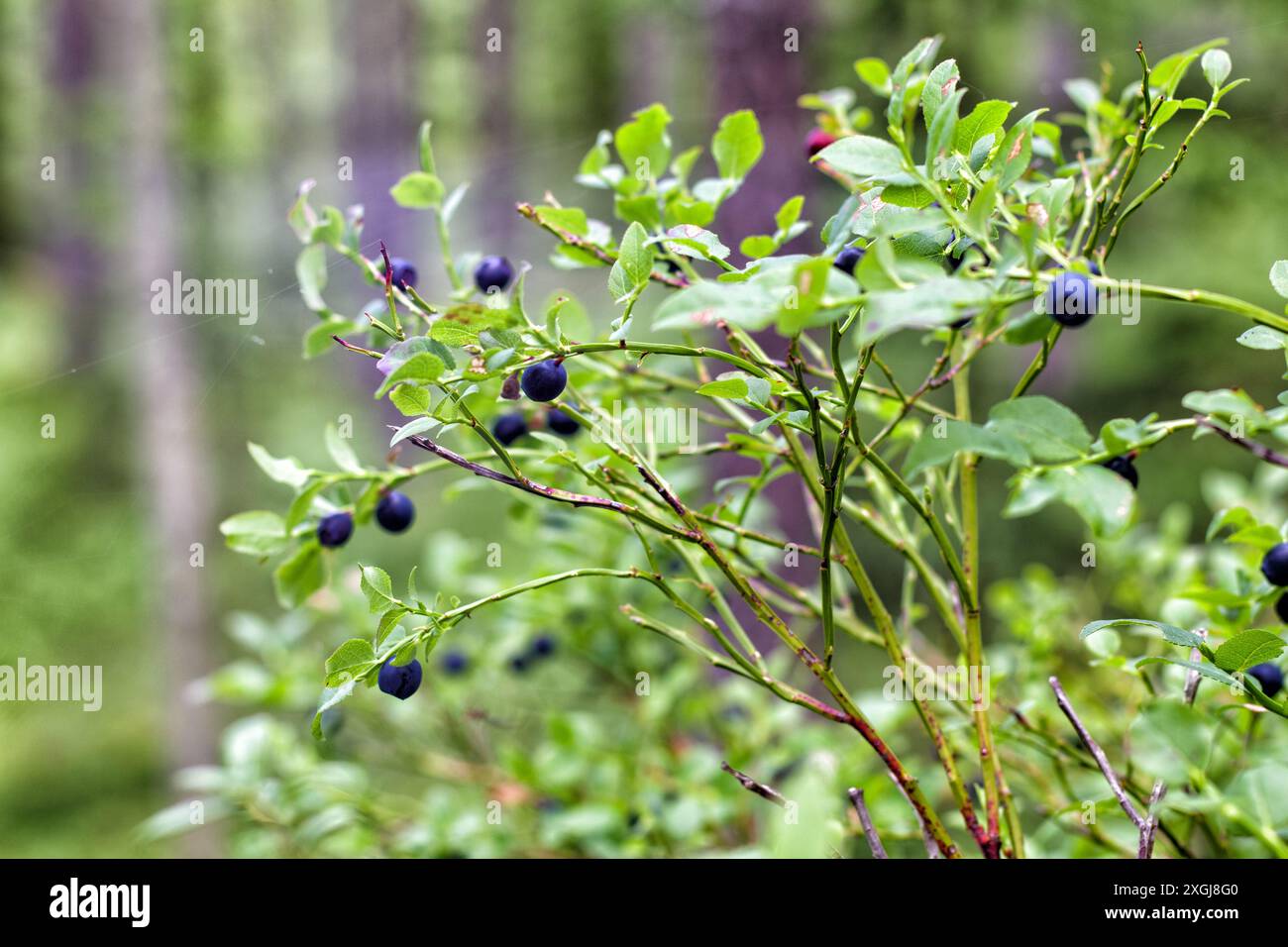 bleuets sauvages bleus sur un buisson vert Banque D'Images