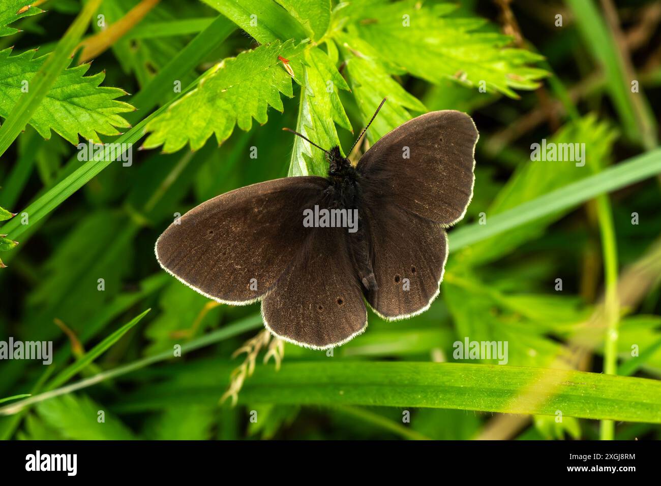 Papillon rouillon (Aphantopus hyperantus) un insecte volant brun d'été britannique commun trouvé là où les herbes sont luxuriantes et hautes, photo de stock imag faune Banque D'Images