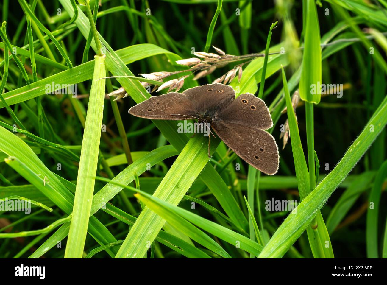 Papillon rouillon (Aphantopus hyperantus) un insecte volant brun d'été britannique commun trouvé là où les herbes sont luxuriantes et hautes, photo de stock imag faune Banque D'Images