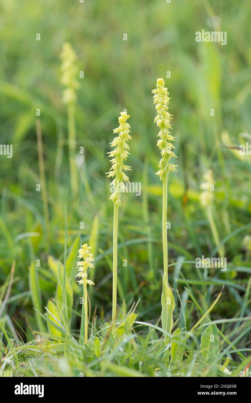 Orchidée musquée, Herminium monorchis, plusieurs dans une parcelle en herbe courte, Noar Hill, Selborne, Royaume-Uni Banque D'Images