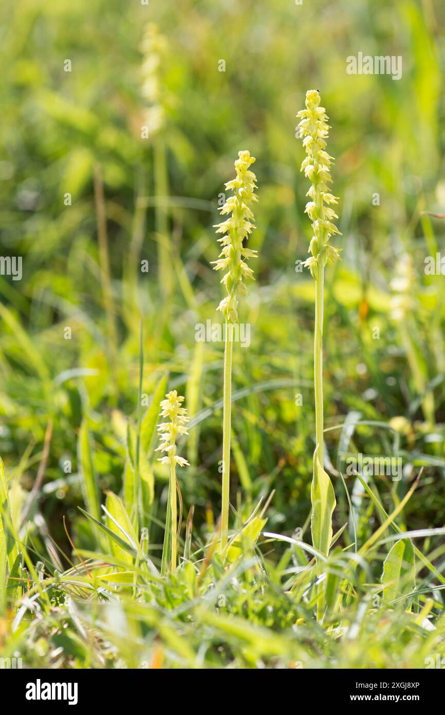 Orchidée musquée, Herminium monorchis, plusieurs dans une parcelle en herbe courte, Noar Hill, Selborne, Royaume-Uni Banque D'Images